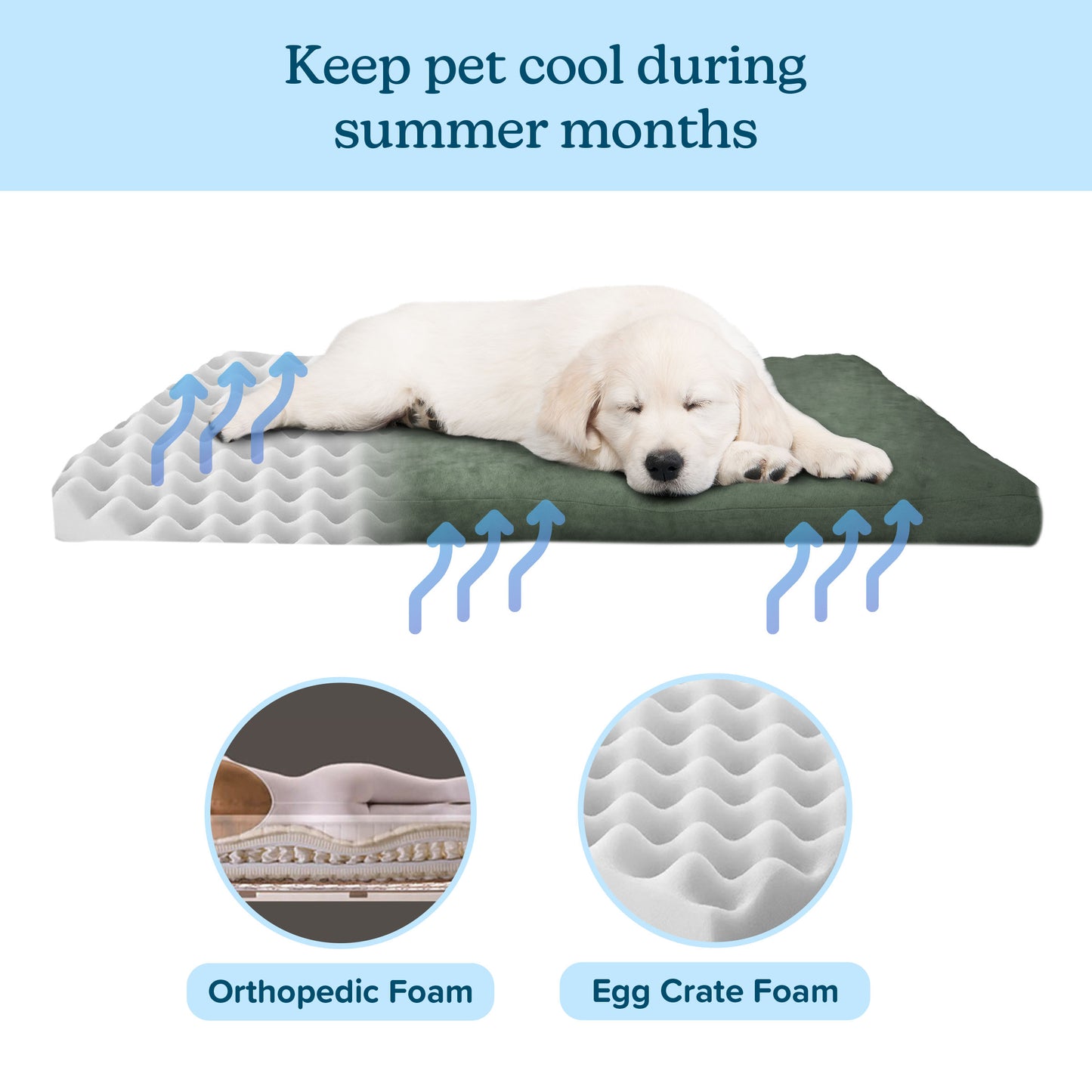 Orthopedic Foam Dog Bed