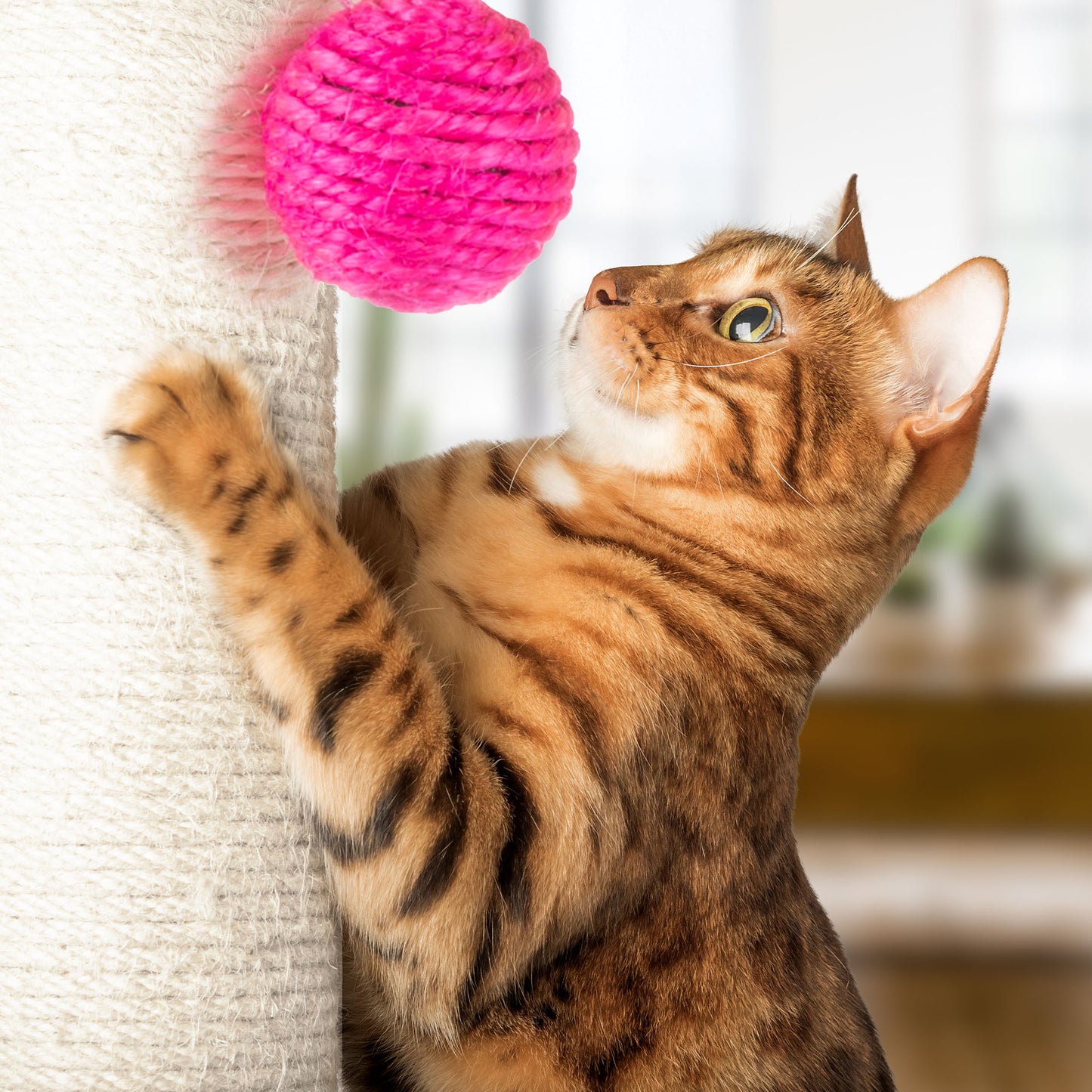 Indoor Cat Scratching Post