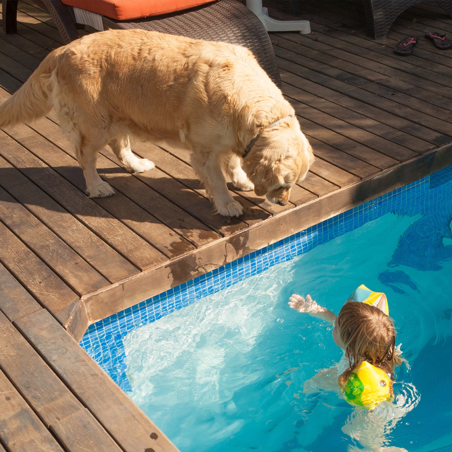 2-Layer Memory Foam Dog Bed