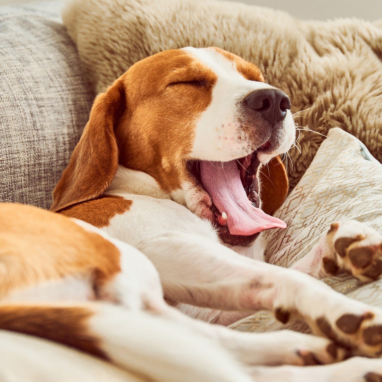 Water-Resistant Pet Couch Cover