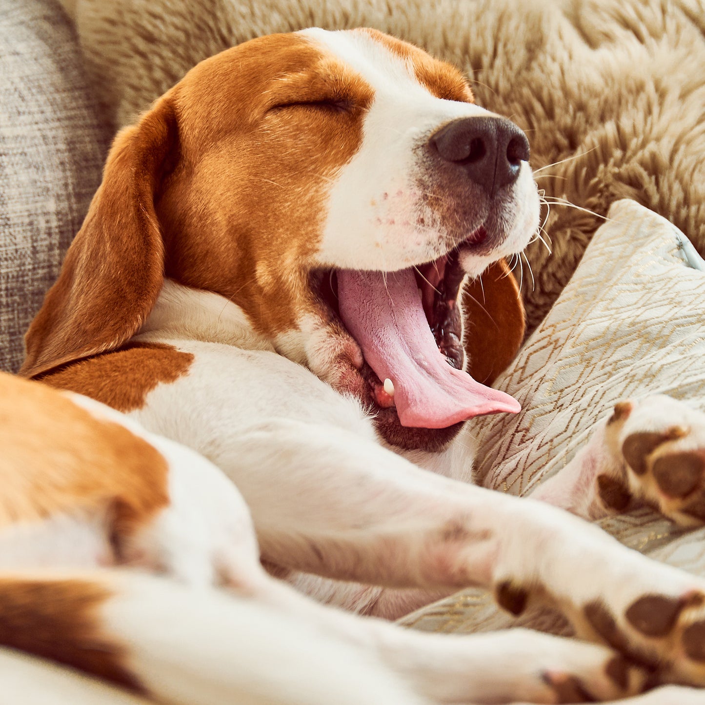 Orthopedic Sofa Dog Bed